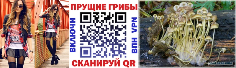 Псилоцибиновые грибы мицелий  Южно-Сахалинск 
